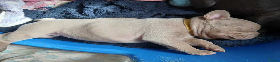 French Bulldog Puppy 5