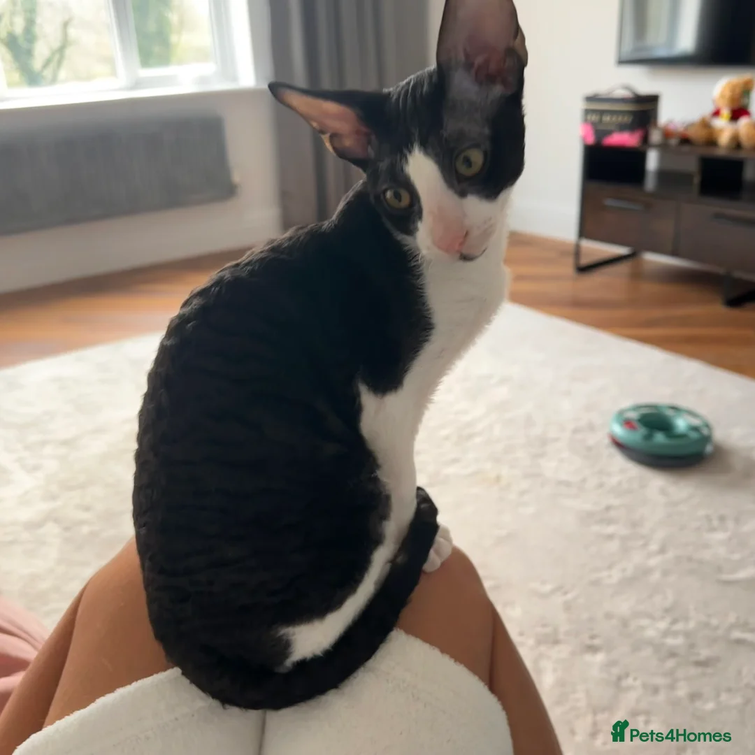 Cornish Rex cats for sale: 1 Gorgeous Cornish Rex Boy - Advert 5