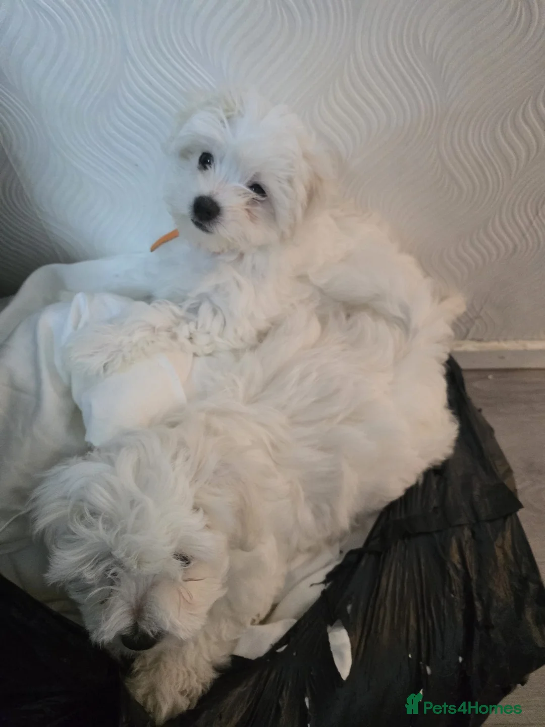 Mixed Breed dogs for sale: Beautiful Multichon x Maltese Female Puppies in Birmingham - Advert 2
