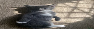 8 wk Grey Kitten