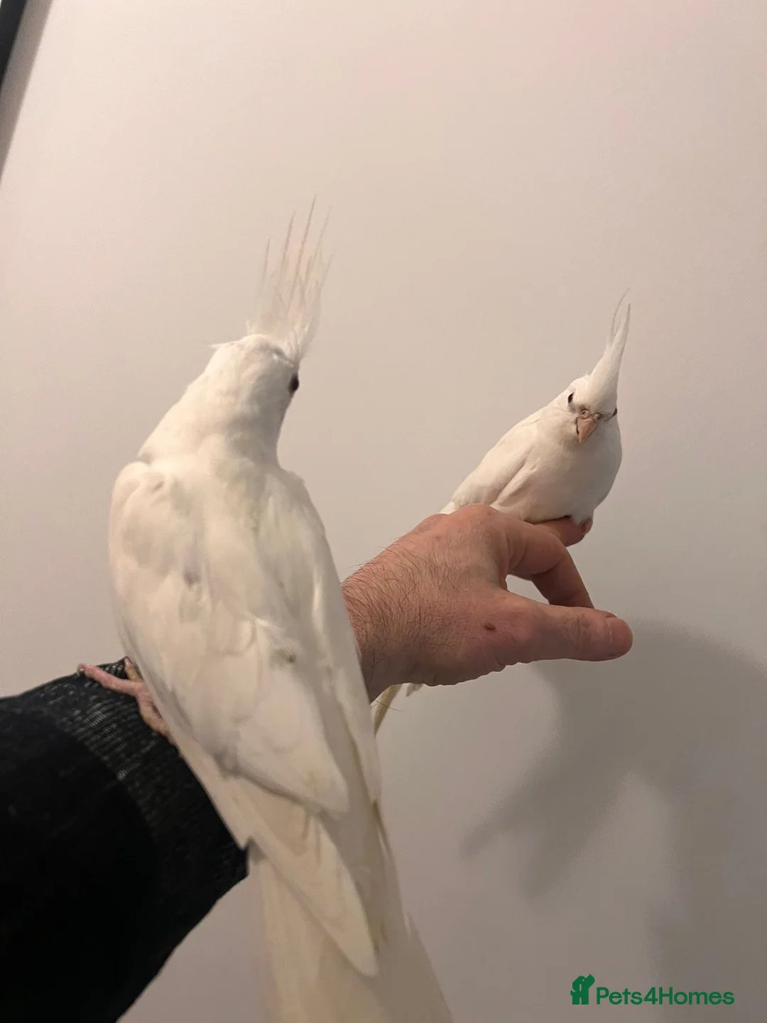 Cockatiels birds for sale: Cocktails for sale - Advert 9