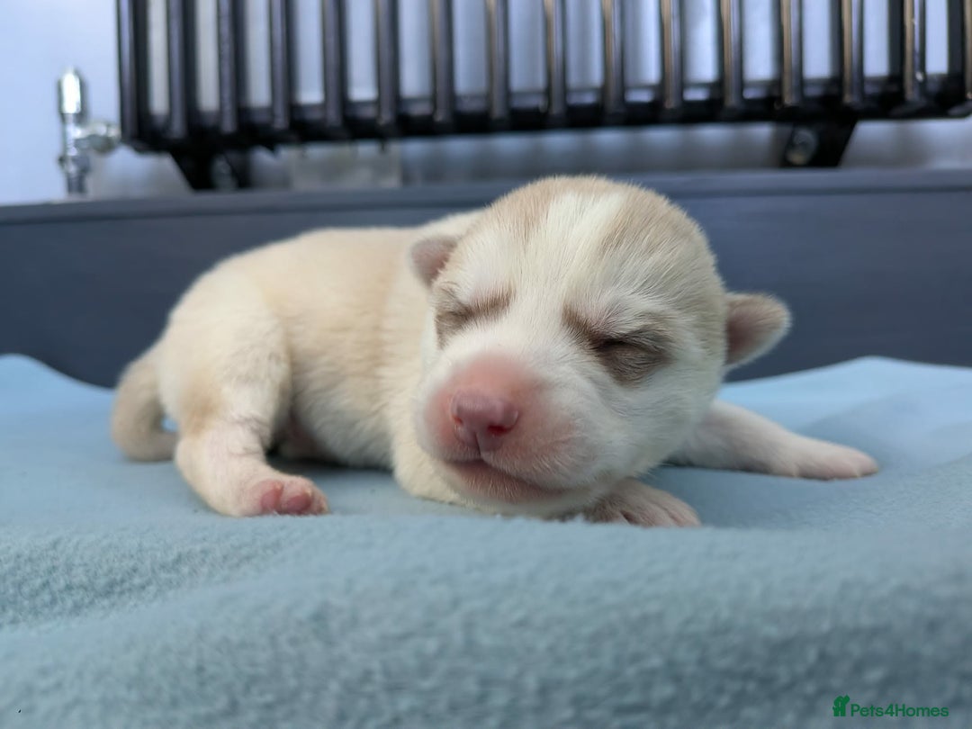 Siberian Husky dogs for sale: 6 beautiful Siberian Huskies - Advert 4