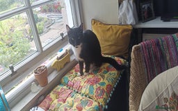 Mixed Breed cats for sale: 1 year old male cat needs rehomed - Image 3