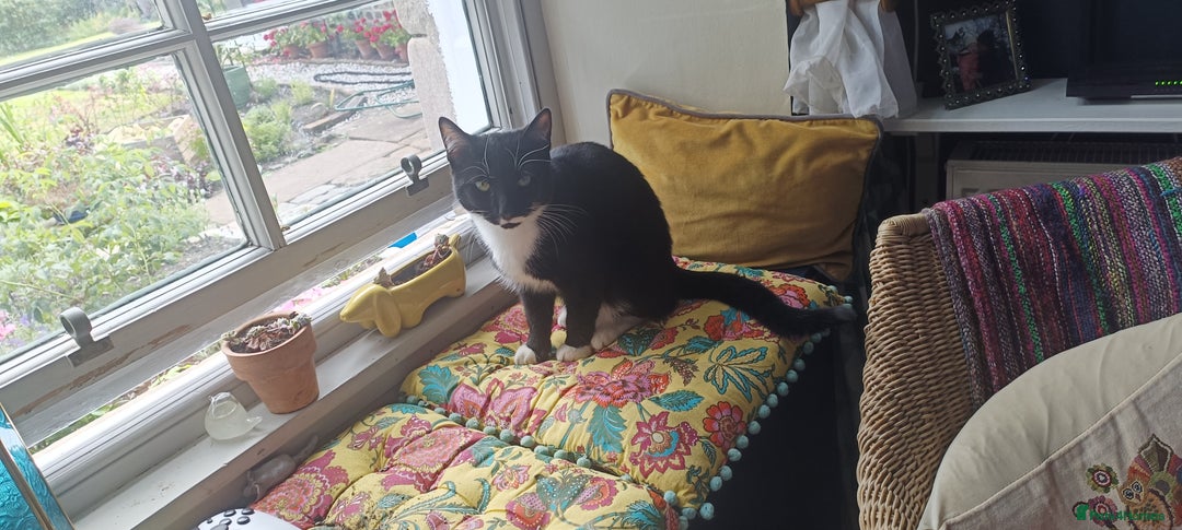 Mixed Breed cats for sale: 1 year old male cat needs rehomed - Image 3