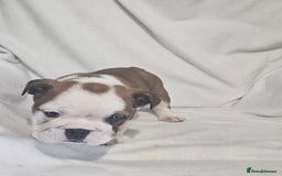 English Bulldog dogs for sale: Champion English bulldogs - Image 4