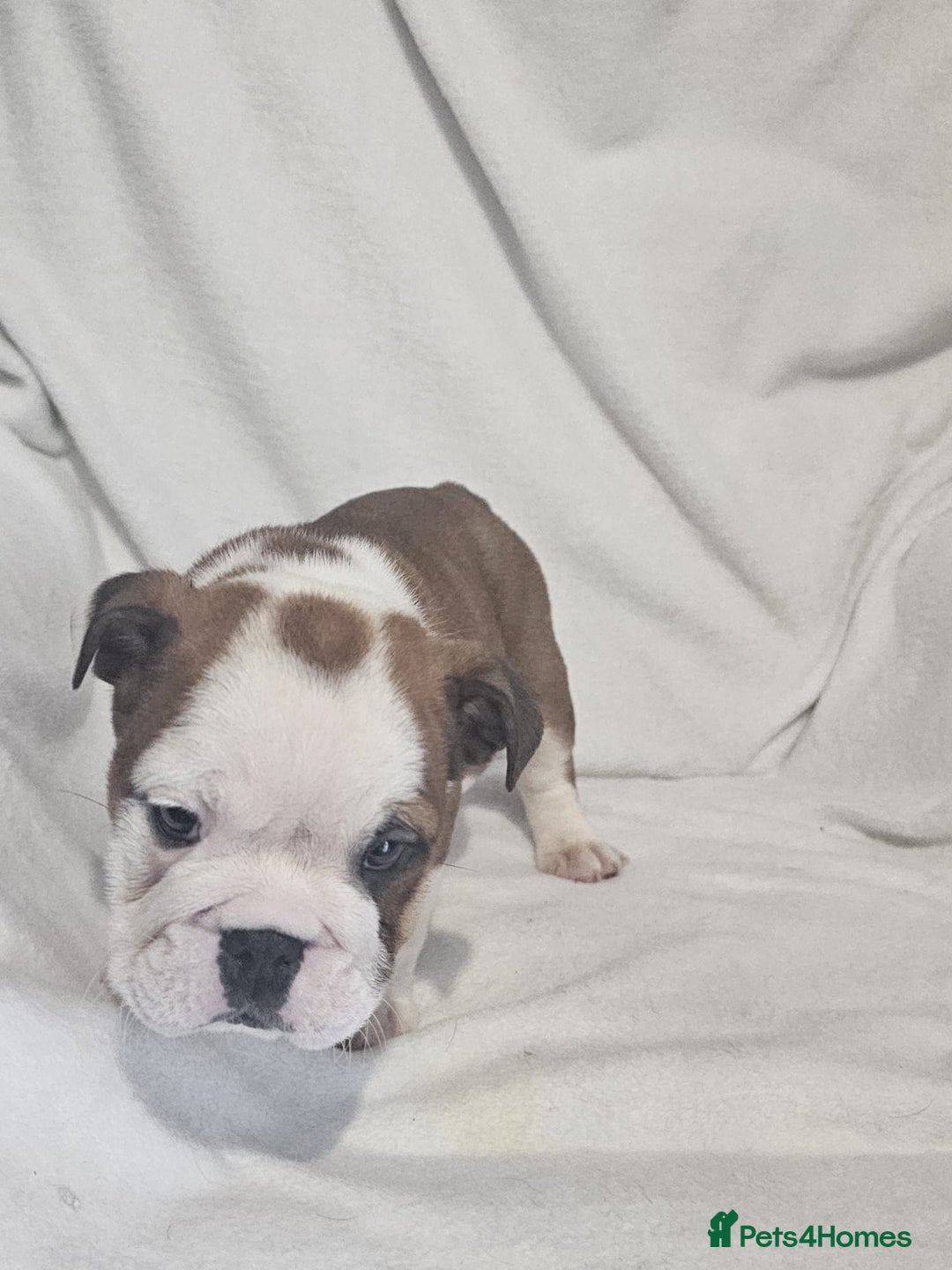 English Bulldog dogs for sale: Champion English bulldogs - Image 4