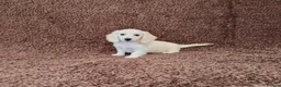 Miniature Dachshund dogs for sale: Rare Cream Longcoat Miniature Dachshund Puppies  - Advert 6