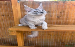 Maine Coon cats for sale: TICA Maine Coon girl female high black smoke  - Image 5