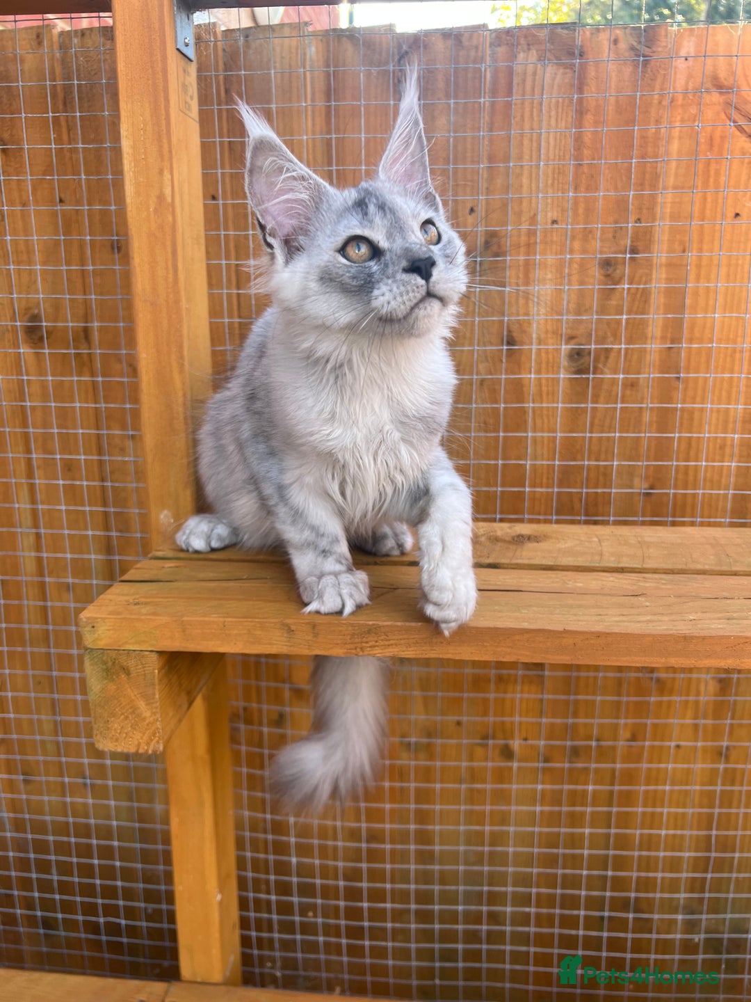 Maine Coon cats for sale: TICA Maine Coon girl female high black smoke  - Image 5