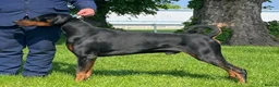 Dobermann dogs for sale: Healthy, happy Dobermann puppies available - Advert 3