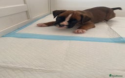 Boxer dogs for sale: Stunning Bob and long tail litter - Image 5