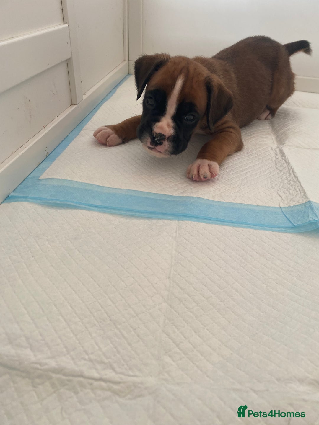Boxer dogs for sale: Stunning Bob and long tail litter - Image 5