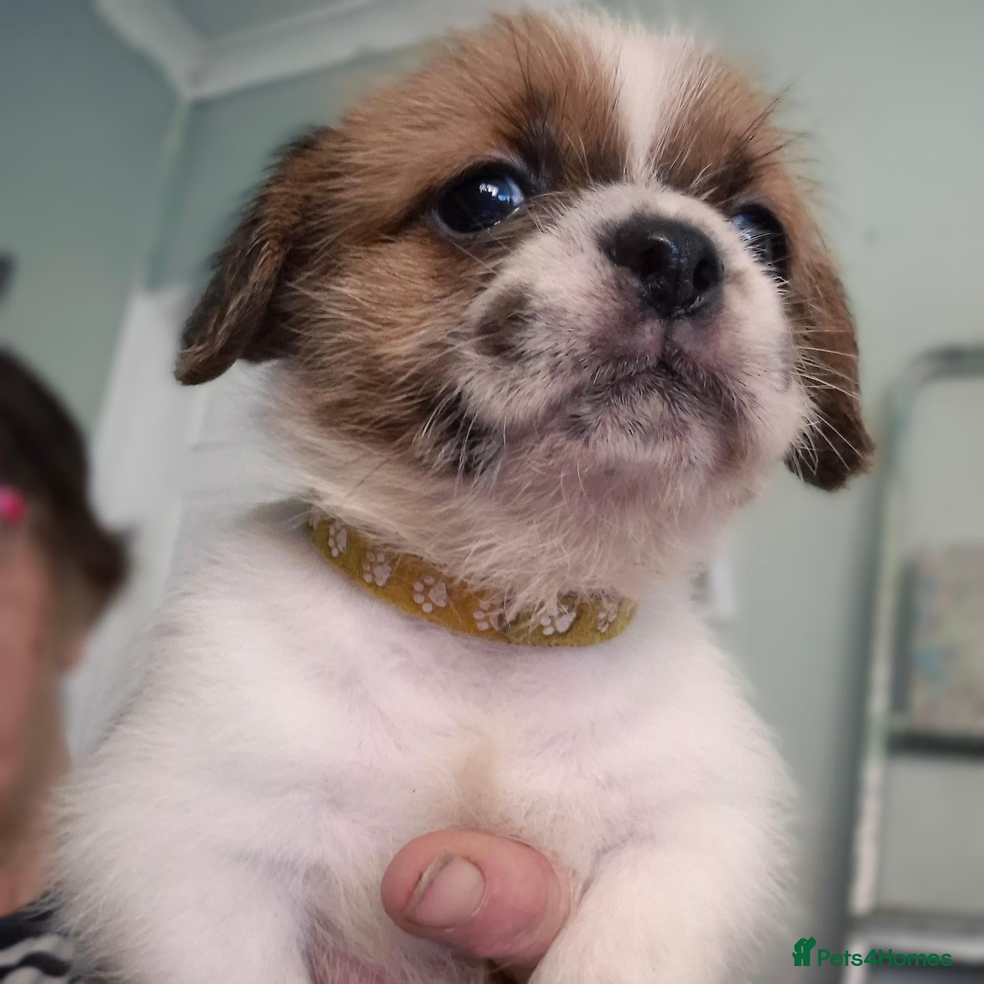 Morkie dogs 1 tan.white mashi.left out litter of 4   - Advert 2