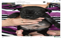 Staffordshire Bull Terrier dogs for sale: Kc registered Staffordshire Bull terrier pups - Image 22