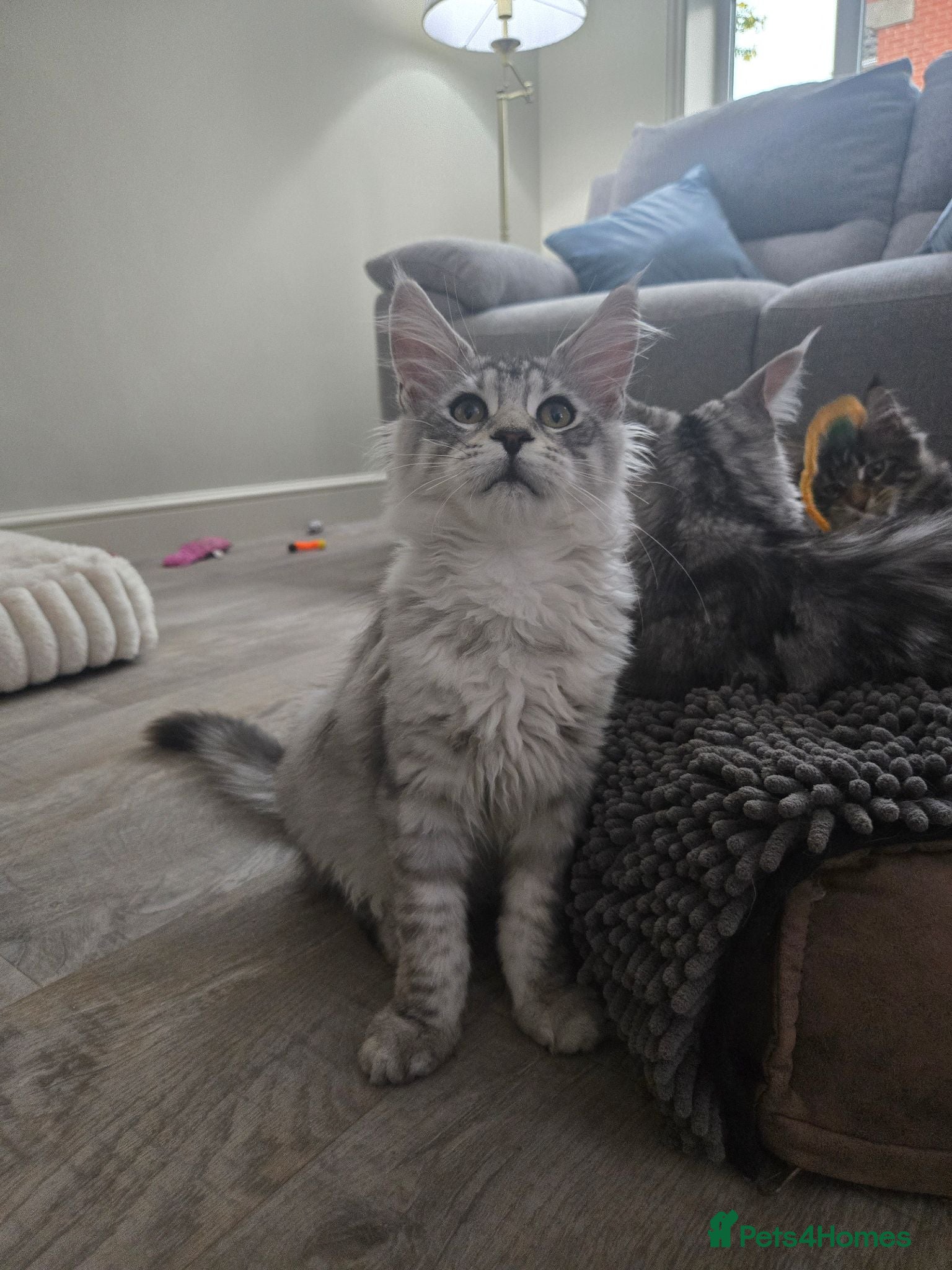 Maine Coon cats Pedigree Maine Coon Kittens  - Advert 1