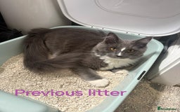 Ragcoon cats for sale: Amazing ragcoon kittens looking for lovely home  - Image 29