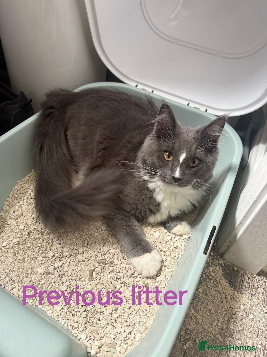 Ragcoon cats for sale: Amazing ragcoon kittens looking for lovely home  - Image 29