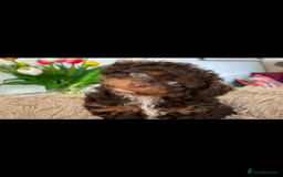 Poodle dogs for stud: GORGEOUS PHANTOM POODLE STUD  - Image 4