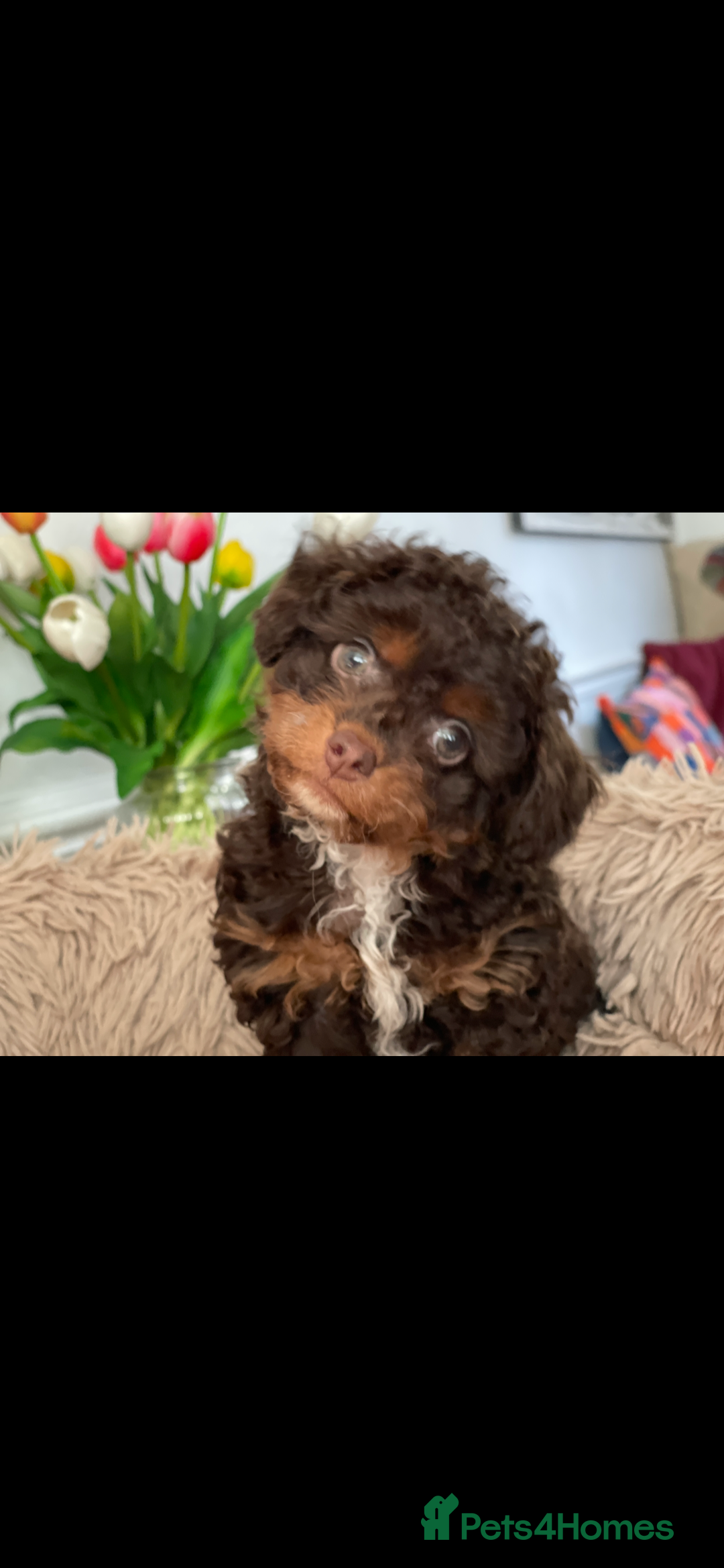 Poodle dogs for stud: GORGEOUS PHANTOM POODLE STUD  - Image 4