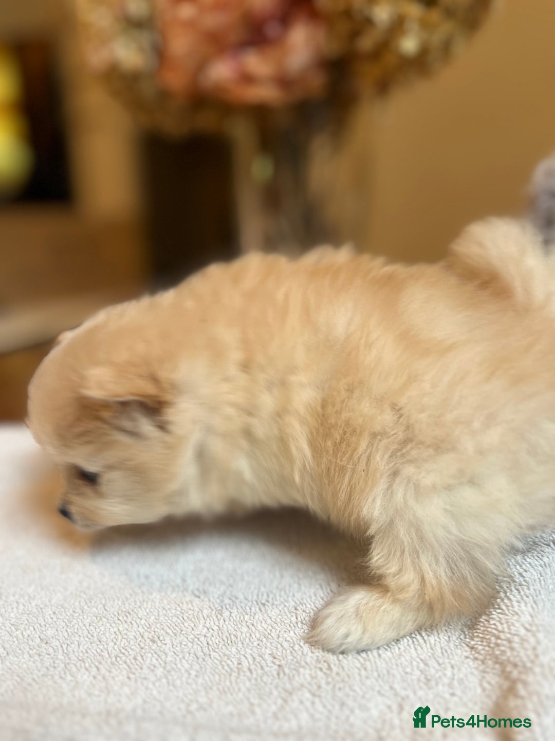 Pomeranian dogs for sale: Pomeranian puppies to die for - Advert 7