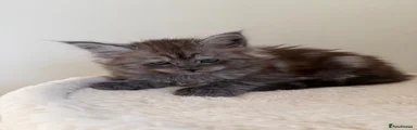 Maine Coon 1