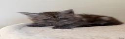 Maine Coon cats for sale: Pedigree TICA Champion Russian import line MCO - Advert 7