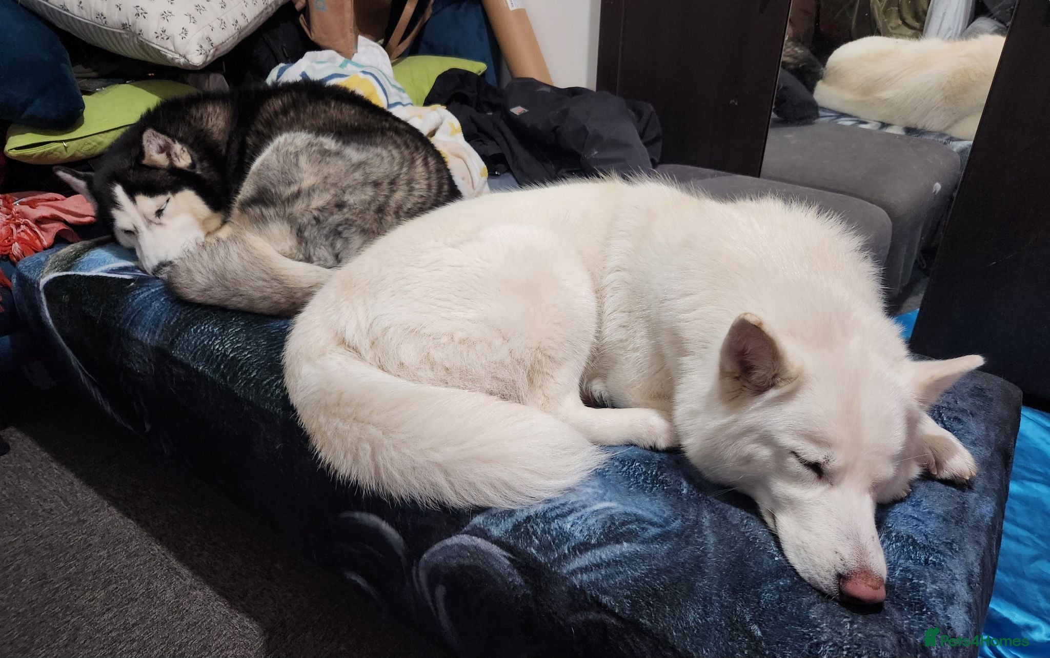 Siberian Husky dogs ​🐾STUNNING Siberian Husky Puppies💎Blue eyes🐾🐾 - Advert 1