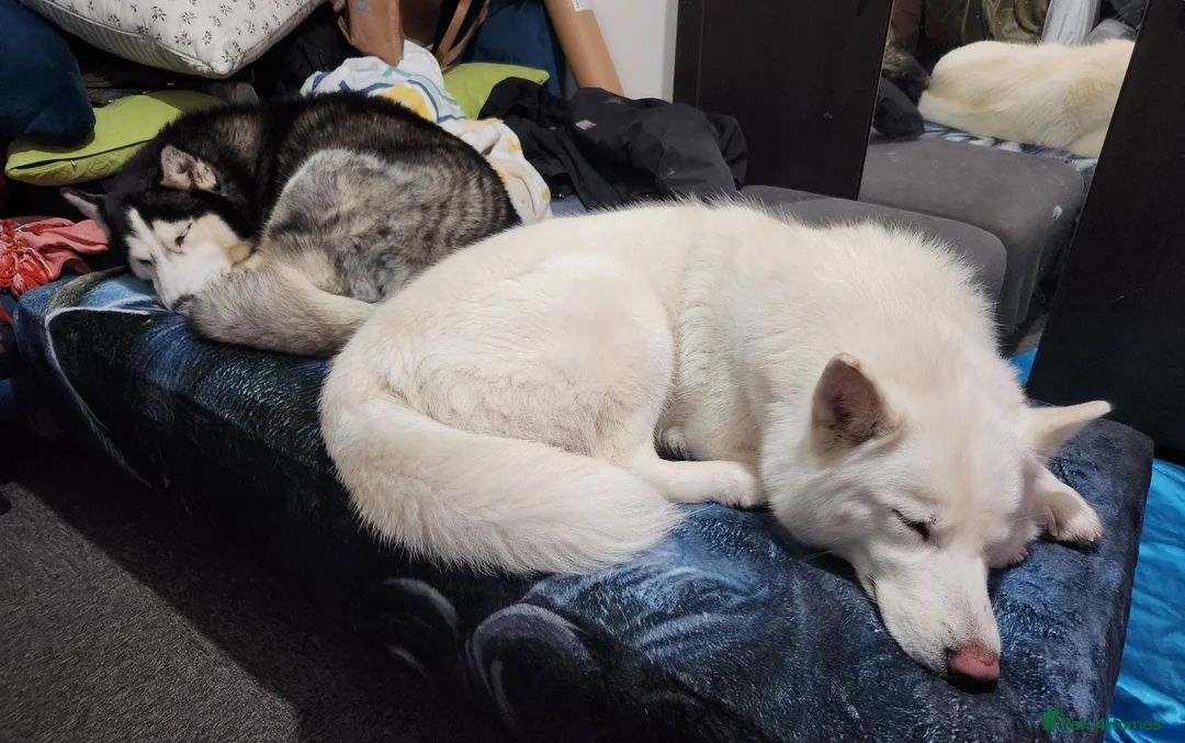 Siberian Husky dogs for sale: ​🐾STUNNING Siberian Husky Puppies💎Blue eyes🐾🐾 - Advert 1