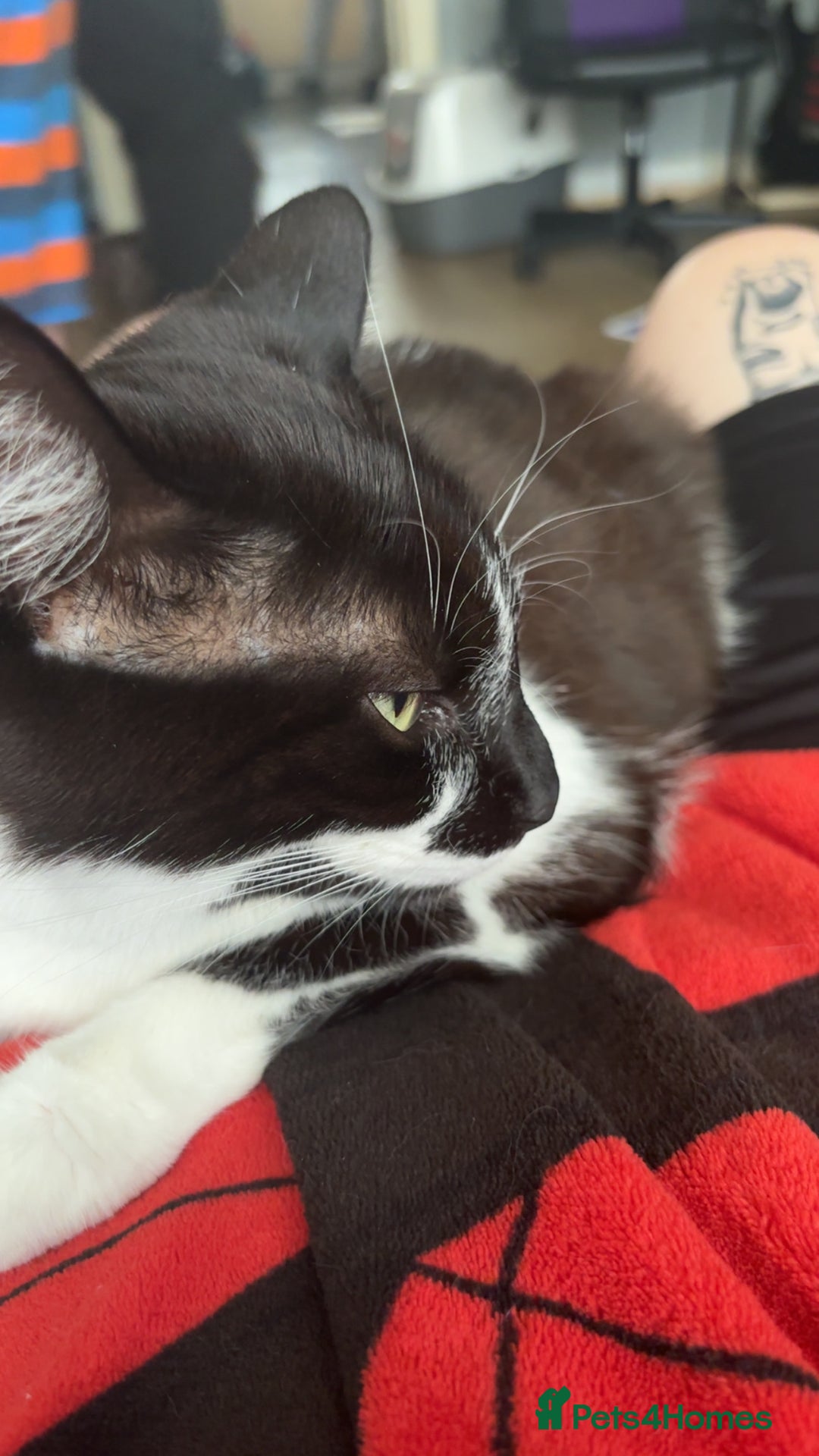 British Shorthair cats for sale: Friendly cats  - Advert 4