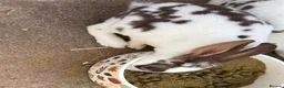Mini Lop rabbits for sale: Rex/mini lop/mini lop x lion head bunnies. - Advert 8