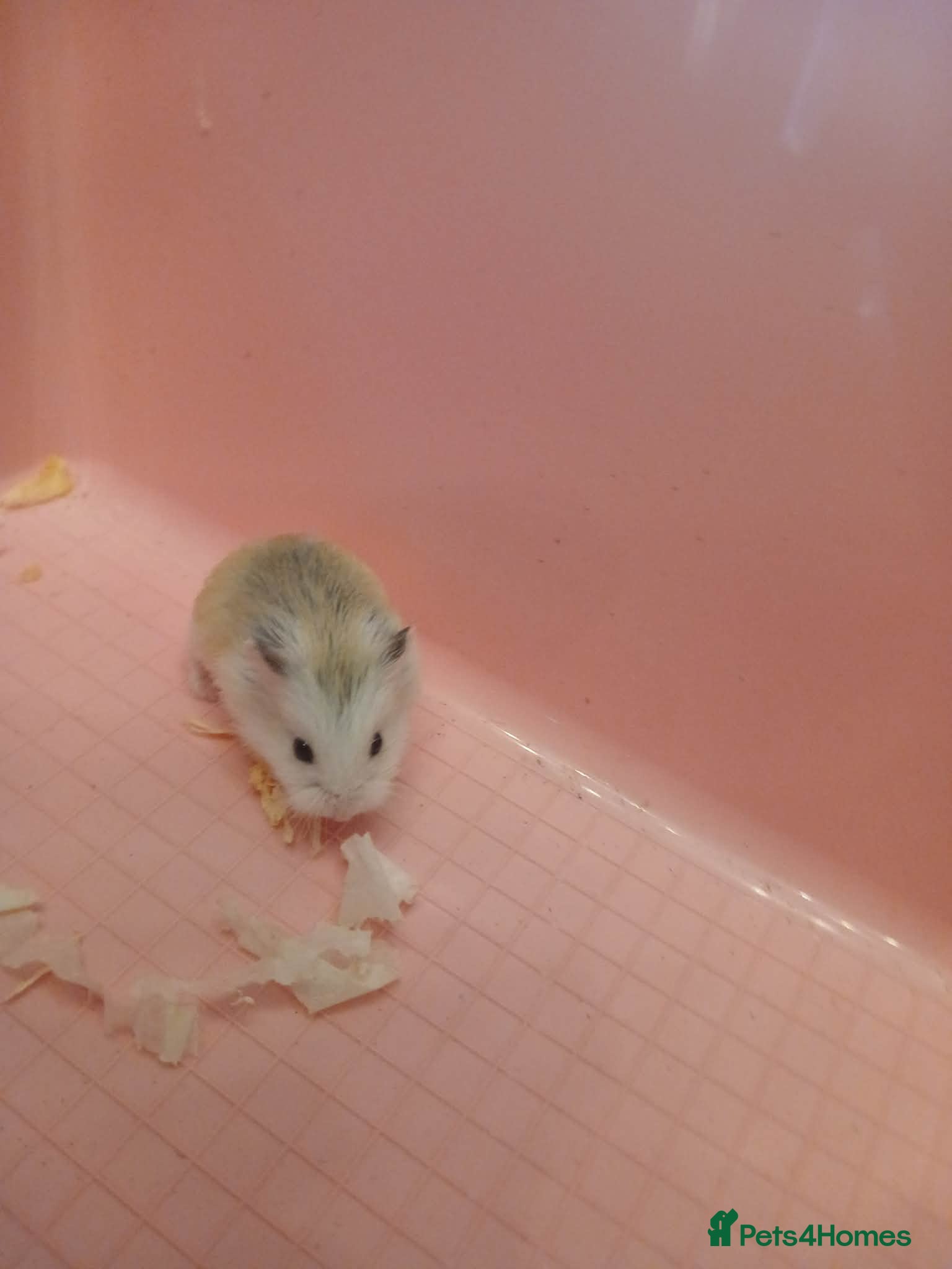 Hamster rodents Hamster - Advert 1