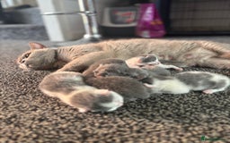 British Shorthair cats for sale: British shorthair kittens  - Image 27