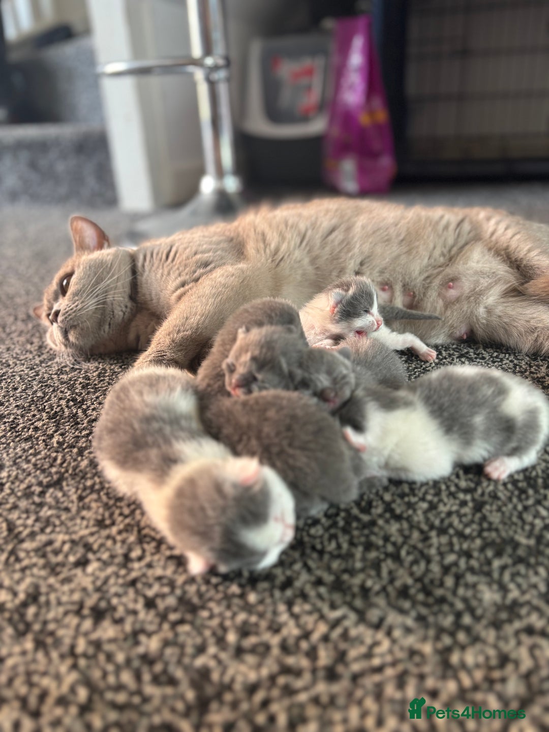 British Shorthair cats for sale: British shorthair kittens  - Image 27