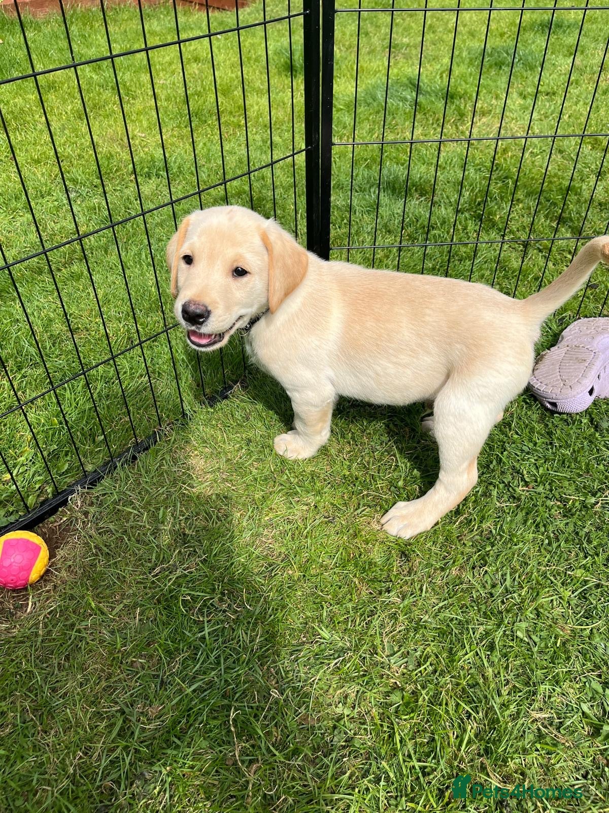 Labrador Retriever dogs Labrador puppies - Advert 2