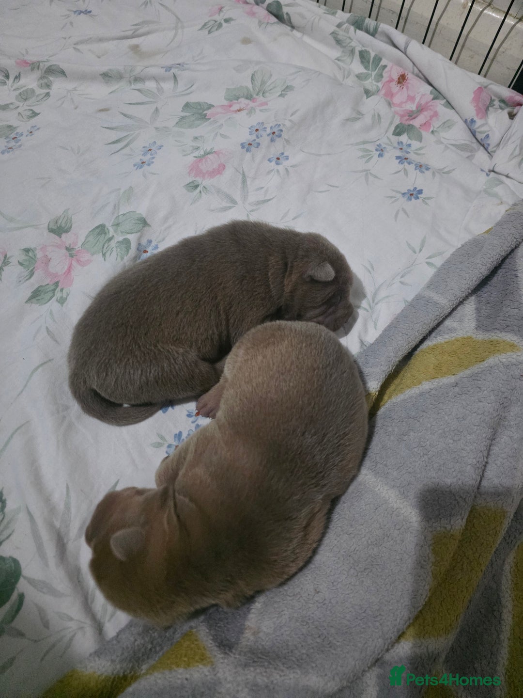 Shar Pei dogs for sale: Blue dilute shar pei boy  - Image 10