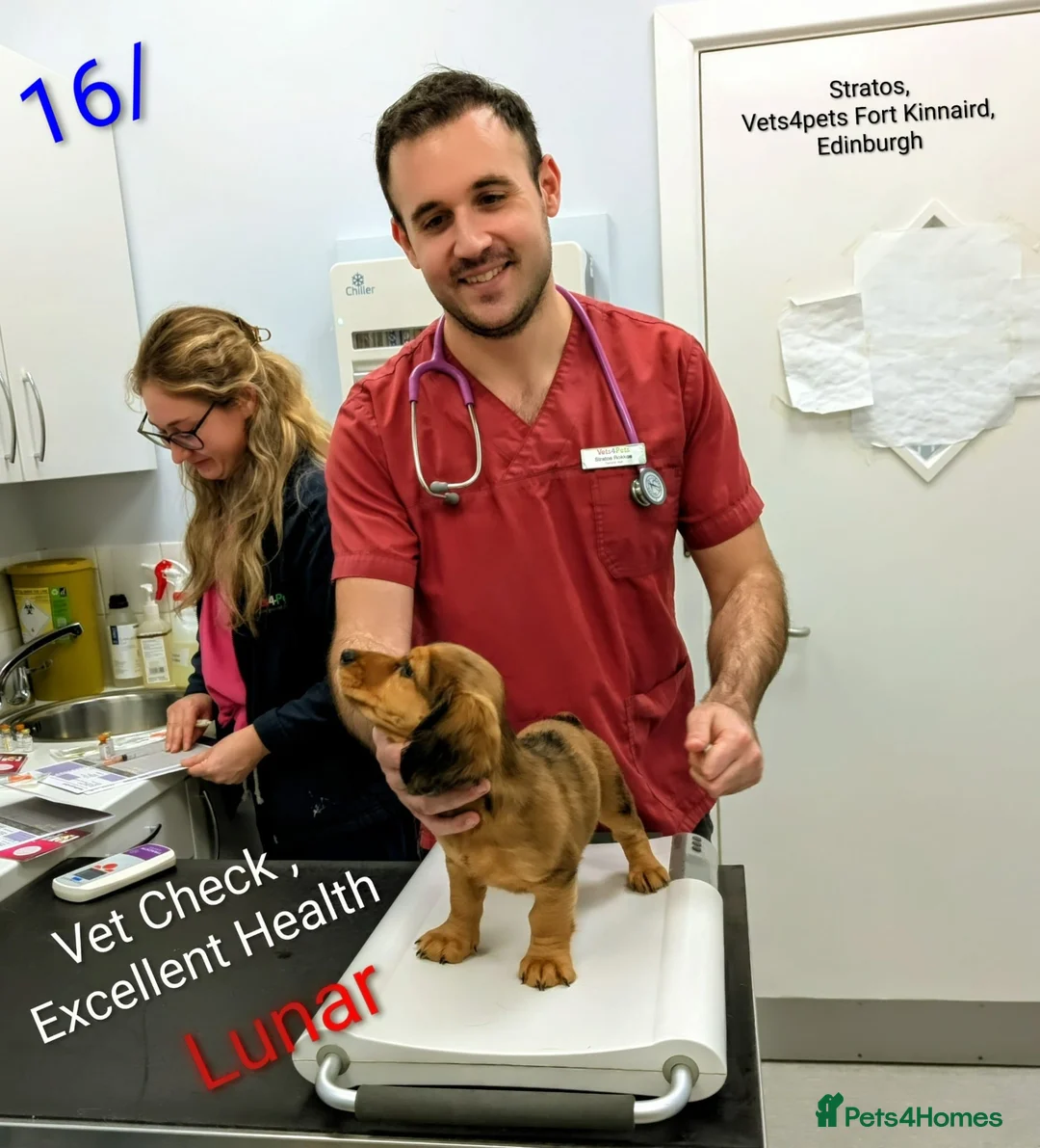 Miniature Dachshund dogs for sale: MINIATURE DACHSHUND ENGLISH CREAM LONG HAIR PUPPY  - Advert 14