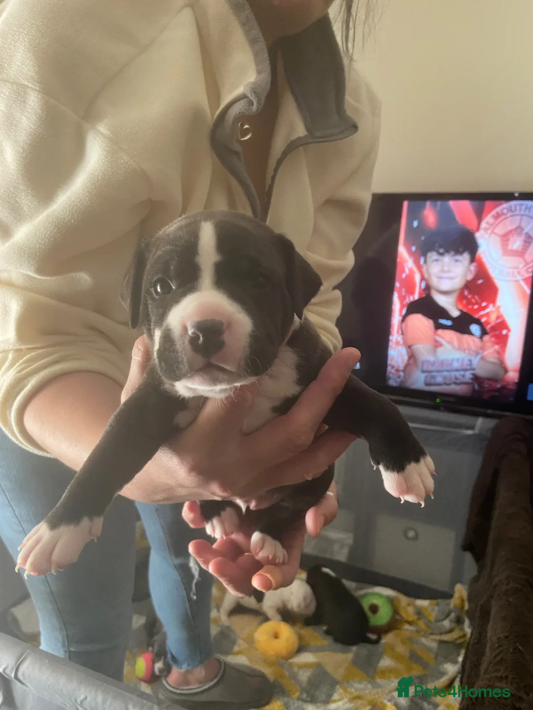 Staffordshire Bull Terrier dogs for sale: Staff Pups in Redruth - Advert 4