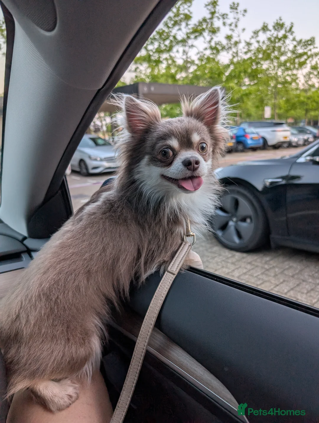 Chihuahua dogs for stud: Chihuahua boy for stud (long hair, rare color) - Advert 13