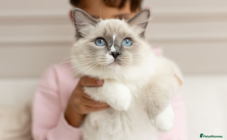 Ragdoll cats - Advert 14