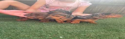 Dachshund dogs for sale: Dchshund miniature - Advert 6