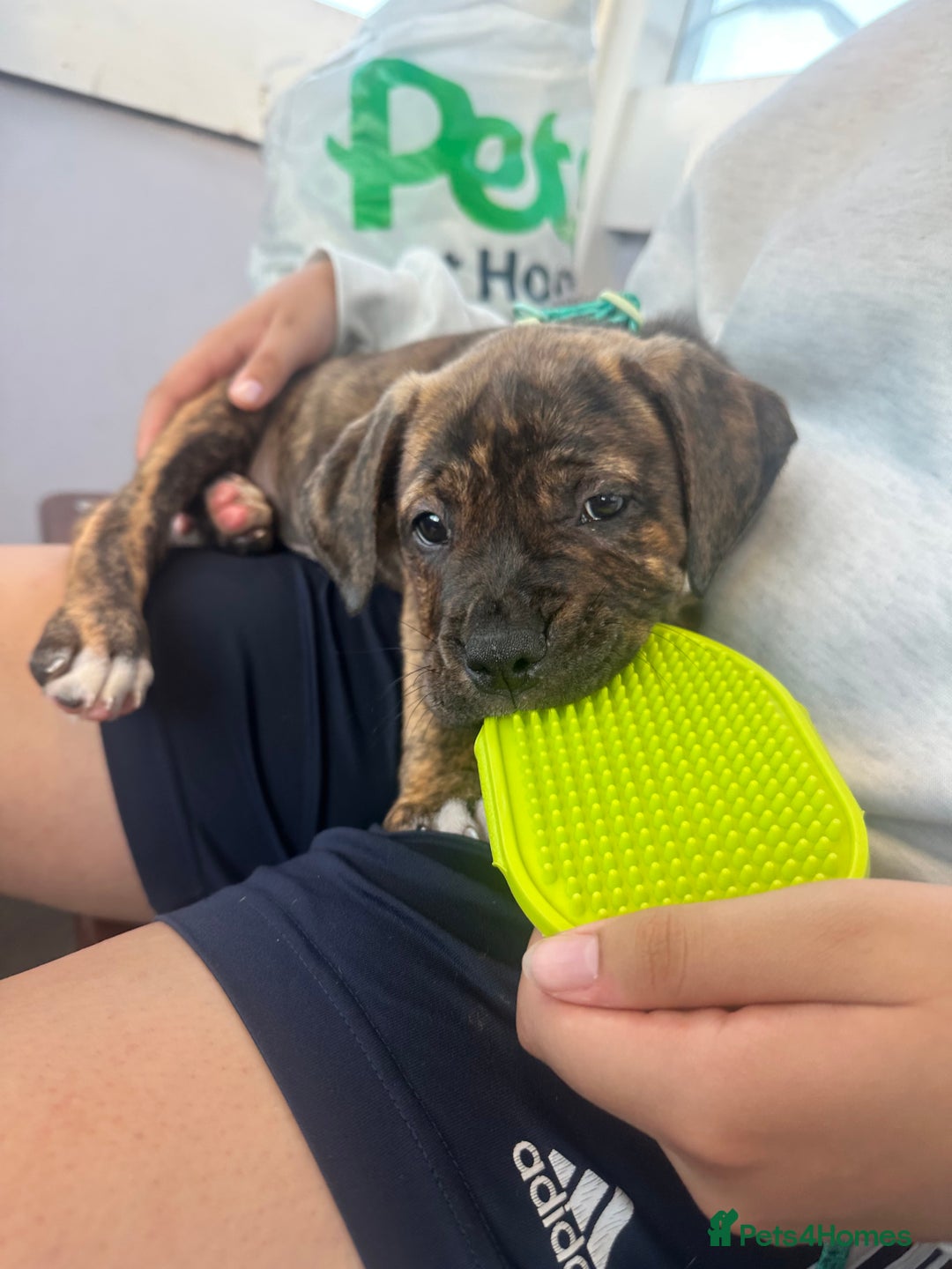Mixed Breed dogs for sale:  American Bulldog x French Mastiff puppy for sale  - Image 5