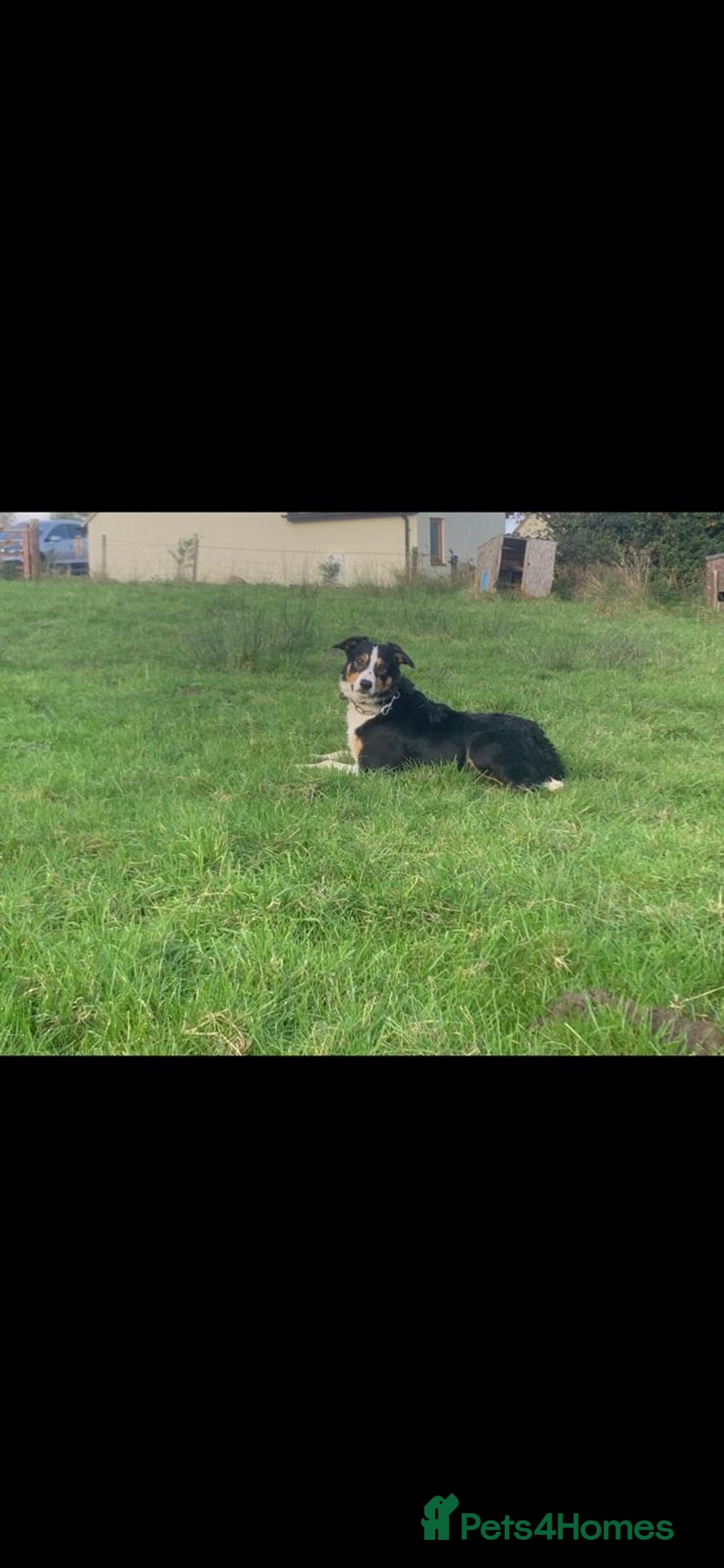 Border Collie dogs for sale: Border collie puppies  - Advert 8