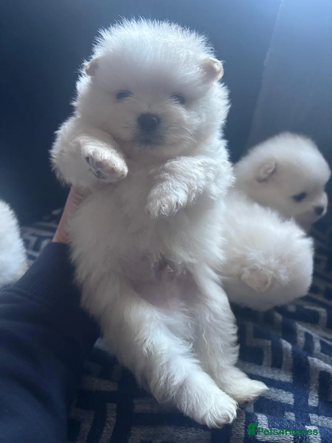 Pomeranian dogs for sale: Pomeranian puppies XS teddy face 🐶pure pedigree  - Advert 26