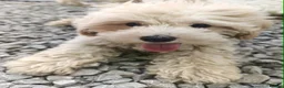 Maltipoo dogs for sale: F1 Maltipoo Puppies For Sale  - Advert 18