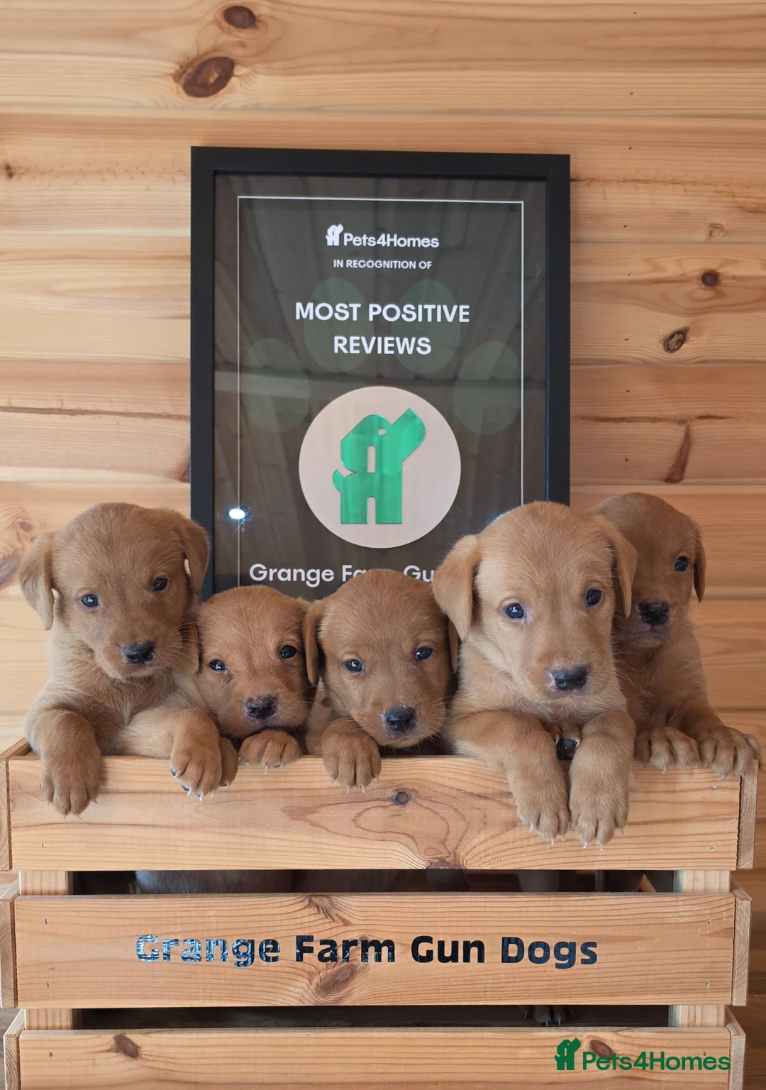 Labrador Retriever dogs for sale: 10 FOX RED KC LABS WITH HEALTH TESTED PARENTS - Advert 2