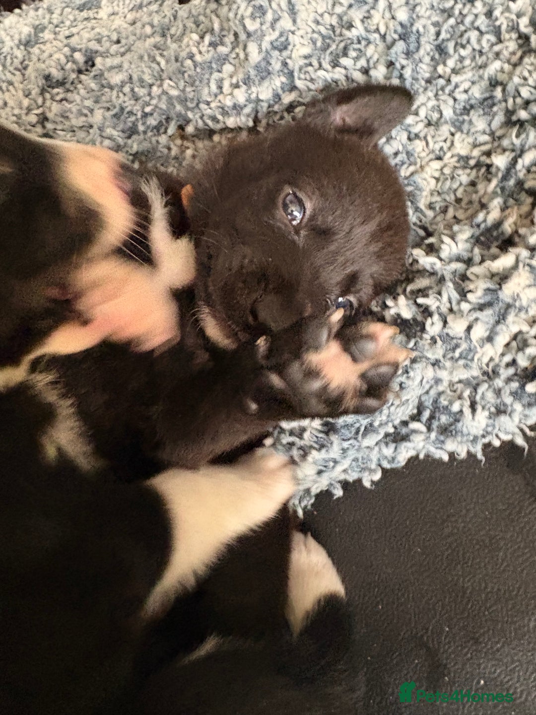 Mixed Breed dogs for sale: Females pups, rehoming ASAP - Image 1