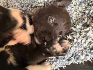 Mixed Breed dogs - Advert 30