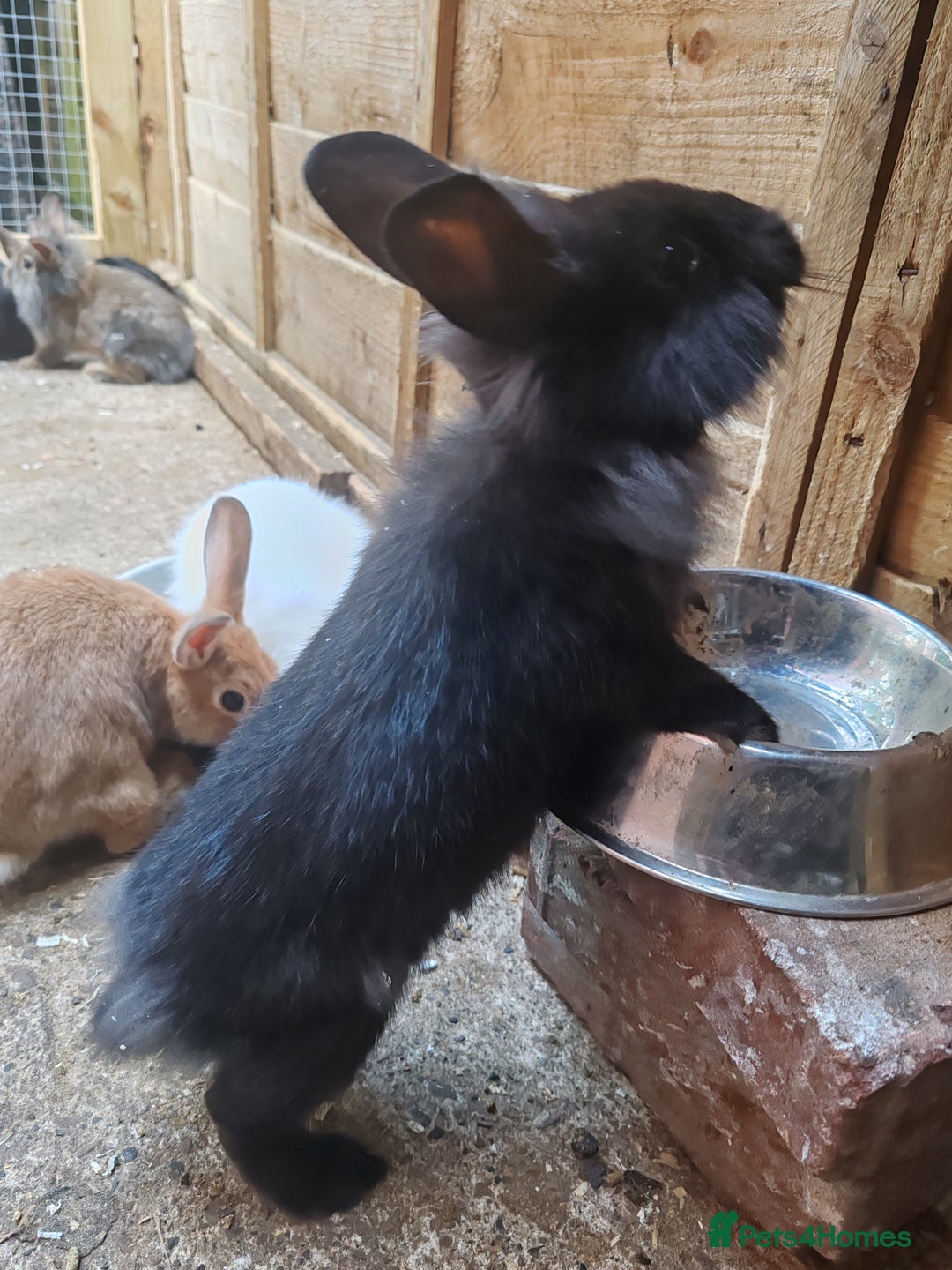 Mixed Breed rabbits for sale: Rabbit babies - Image 10