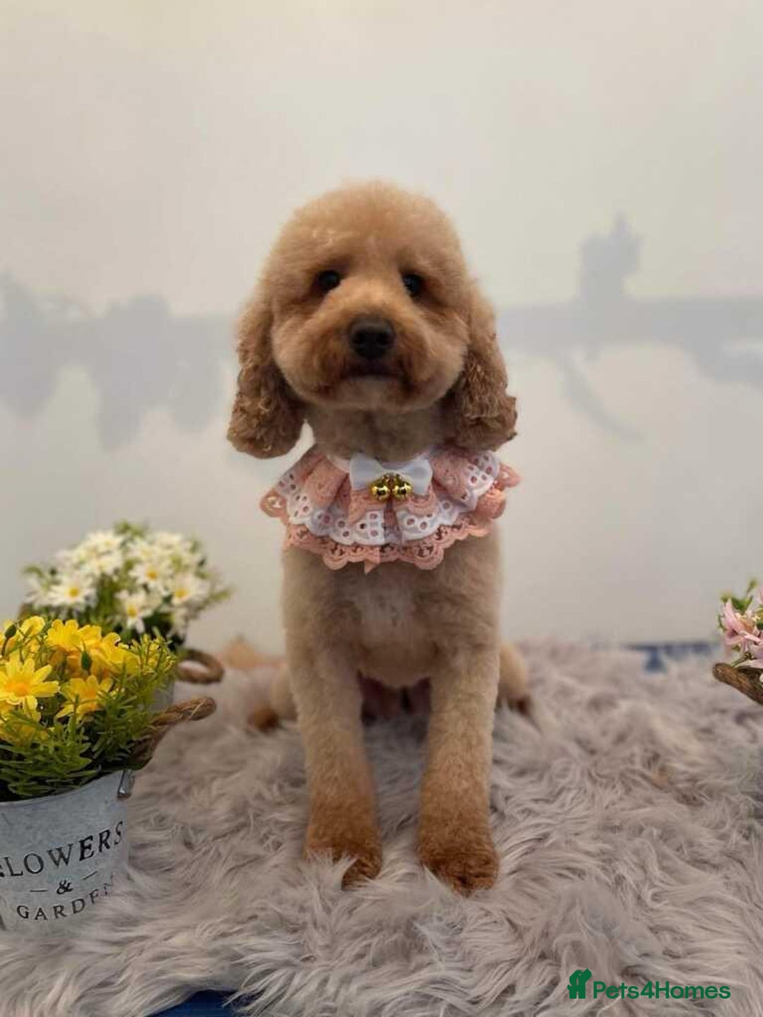 Cavapoo dogs for sale: *READY TO GO* beautiful cavapoo boy - Advert 5