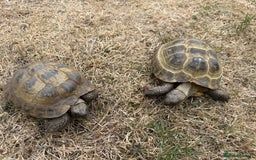 Tortoise reptiles for sale: Russian tortoises - Image 1
